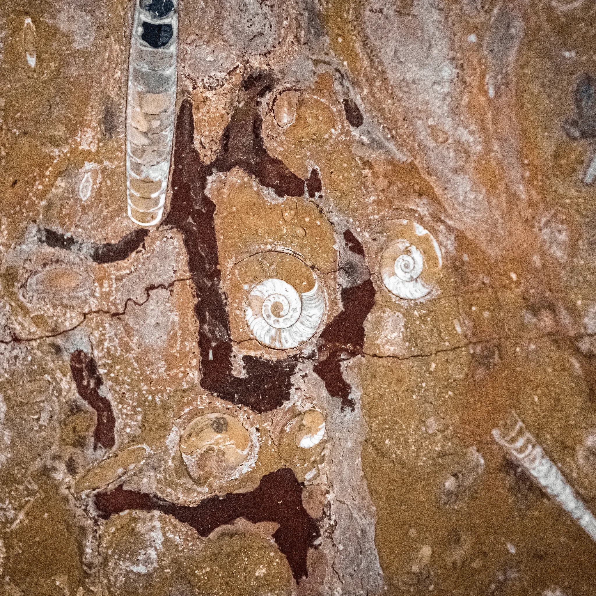 Conflata Aqua Conflata Aqua